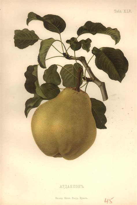 Атлас плодов. 1906. Часть 1: humus — LiveJournal