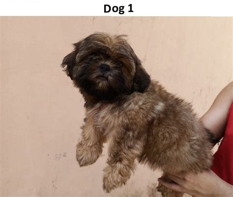 "Shih Tzu" For Sale in Philippines (7) | Petzlover