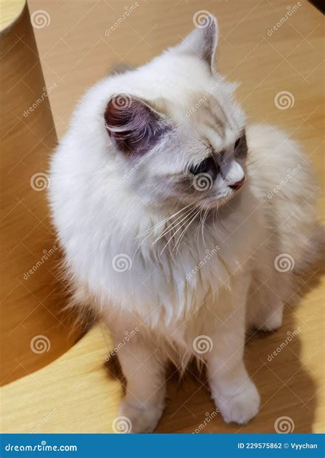 Ragdoll Cat Breed Baby Longhair Ragdolls Cats British Kitty Kitties