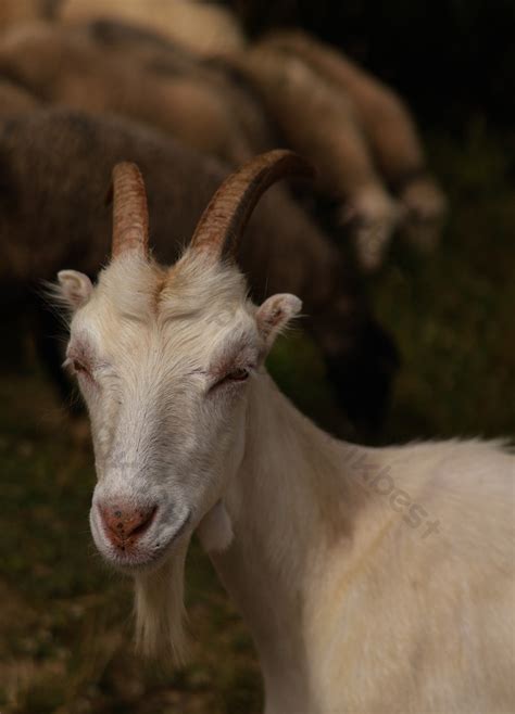 Saanen Goat Photo | JPG Free Download - Pikbest