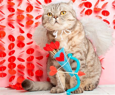 Cupid CAT