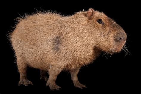 Baby Capybara Pet