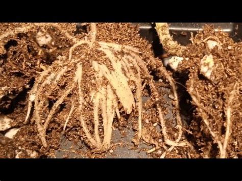 Корневин/Clonex/Dr.Root/Germon/Фитоклон - какой укоренитель победит ...