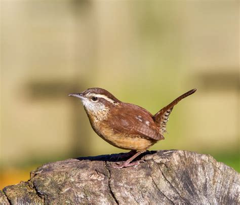 Carolina Wren - FeederWatch