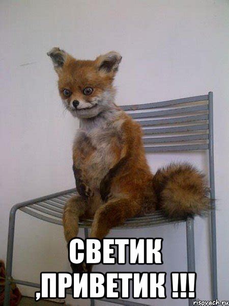 Светик ,приветик !!!, Мем Упоротая лиса - Рисовач .Ру