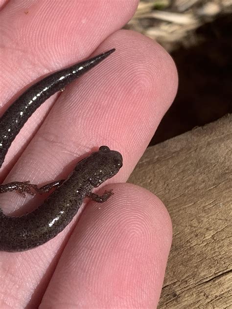 A jefferson salamander : r/tinyanimalsonfingers