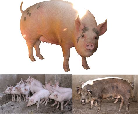 Pig Productionin Zimbabwe