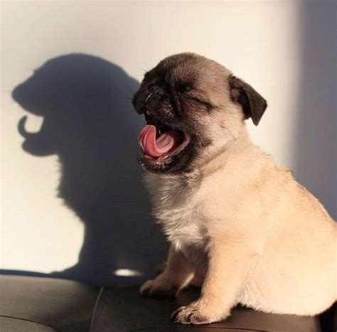 Pugs | Baby pugs, Pugs funny, Cute dogs