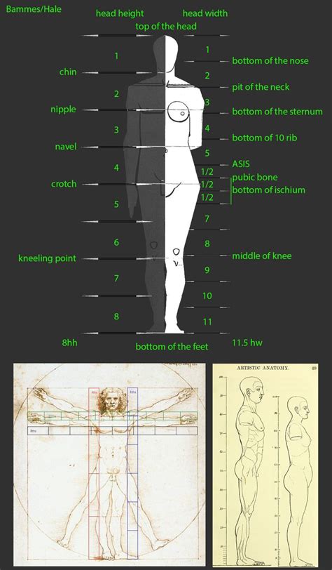 basic drawing workout warm  human anatomy reference