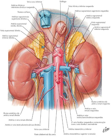 As Artérias Renais São Ramos De - Anatomia Dos Ramos Da Arteria Renal Artérias Toda Matéria
