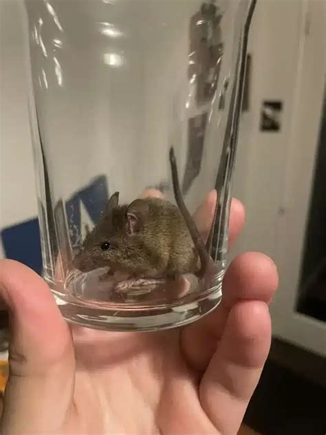 field mice vs house mice 3