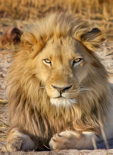 Lion Safari Africa - Free photo on Pixabay