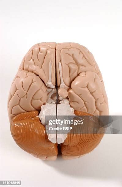 Rhinencephalon Photos and Premium High Res Pictures - Getty Images