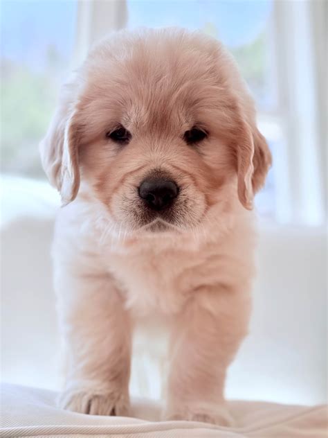 Golden Retriever Puppies For Sale In Massachusetts