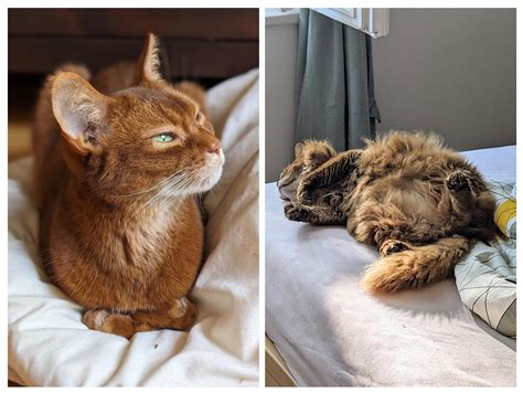 Abyssinian Cats