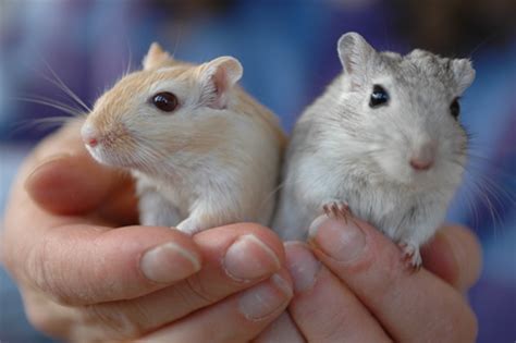 E' molto docile e si abitua velocemente al contatto umano, non è ...