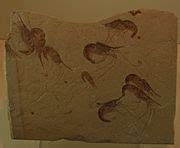 Category:Dendrobranchiata fossils - Wikimedia Commons