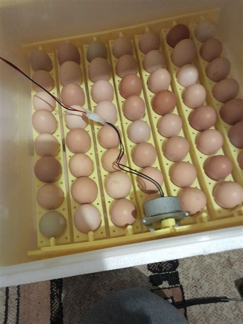 Яйца за люпене от домашни селски кокошки гр. Раковски • OLX.bg