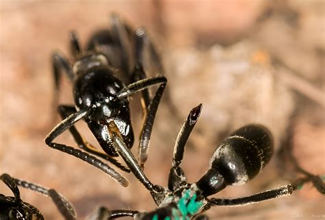 Ants recognize infected wounds and create antibiotics to treat them