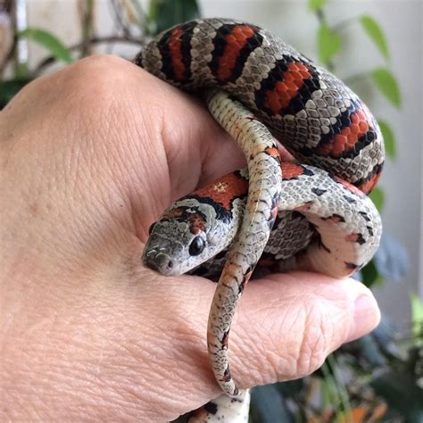 What Are The Friendliest Pet Snakes - Petspare