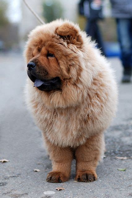 74/365 - Chow-chow | Chow chow dogs, Chow chow puppy, Dogs