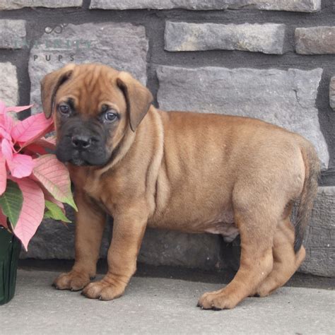 Bullmastiffs for Sale Online - Adopt Bullmastiff Puppies for Sale | VIP ...