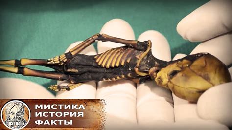 Инопланетянин из пустыни Атакама оказался всего лишь человеческим ...