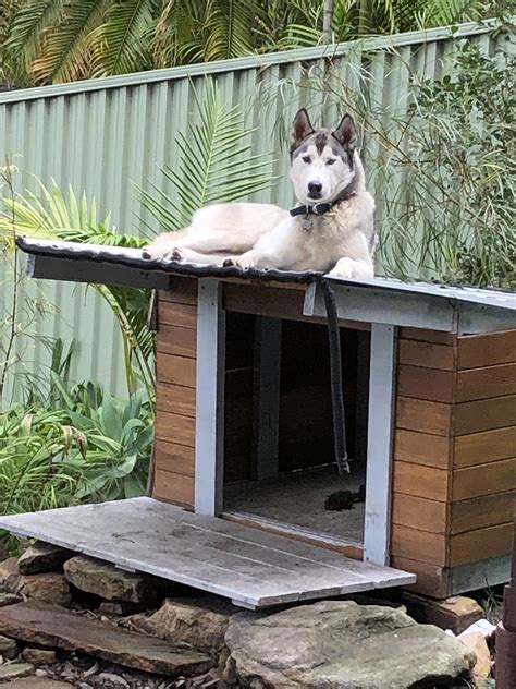 Our husky isn’t into sitting IN the doghouse : r/husky