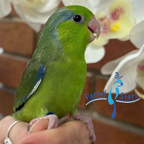 baby green parrotlet   parrot stars