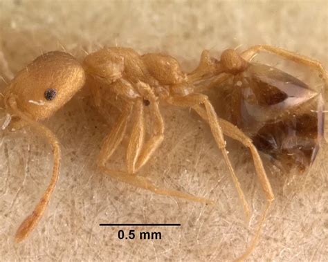 pharaoh ant facts diet habitat pictures  animaliabio
