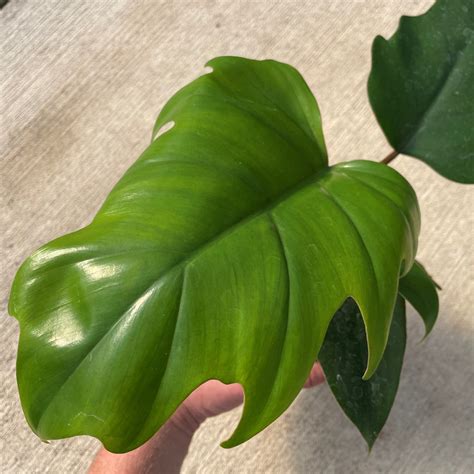 Philodendron 'Mayoi' - Palm Philodendron (4.5" Pot) | Little Prince To Go