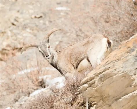 bharal facts diet habitat pictures  animaliabio