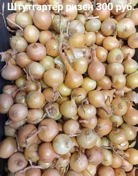 Продам Лук севок. Штутгартер ризен 300 руб. Мячковский 300 руб. Цена ...