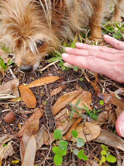 (OC) Meet the Tersa Sphinx Moth Caterpillar (not sure old girl Miss