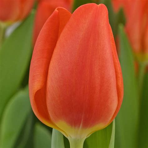 Tulipa 'Orange Sherpa' - Rose Cottage Plants