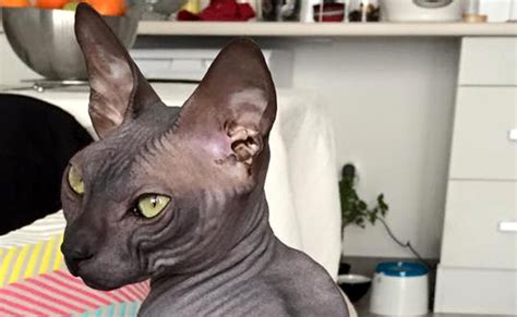 Donskoy : caractère, éducation, santé, prix | Race de chat