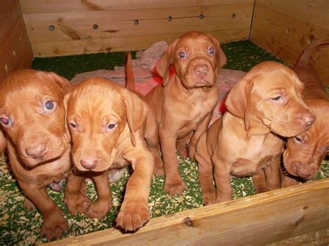 History of the Vizsla | Sági SolymászSági Solymász