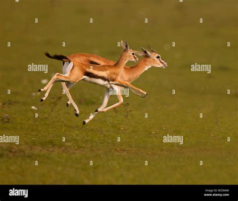 Thomson's gazelle running hi-res stock photography and images - Alamy