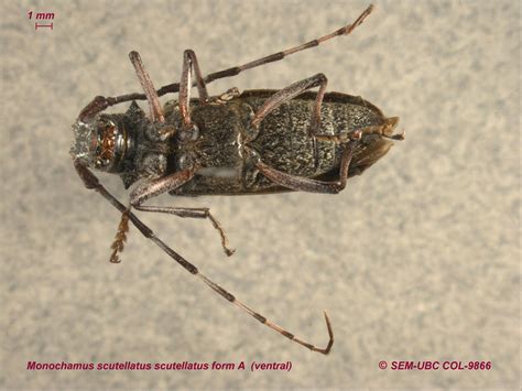 Lamiinae