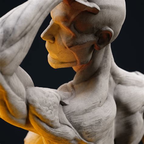 ArtStation - Ecorche