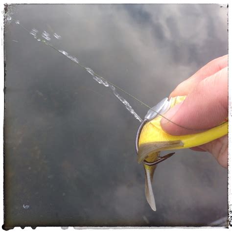 Bass Junkies Frog Pond: Live Target Hollow body Sunfish Review