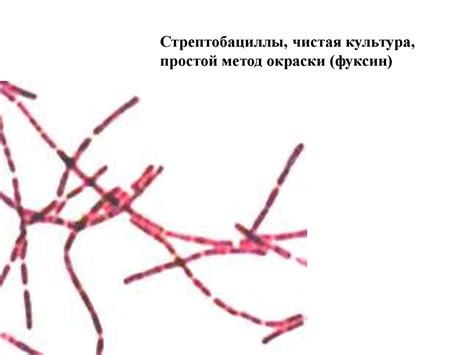 Экзаменационные микропрепараты - презентация онлайн