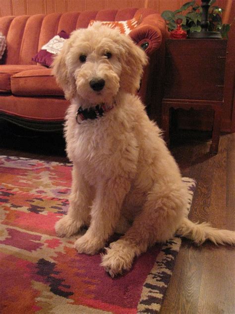 Goldendoodle Teddy Bear Cut : Pictures Of Teddy Bear Golden Doodle Cut