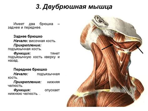 Мышцы шеи. Поверхностные мышцы шеи. Глубокие мышцы шеи - презентация онлайн