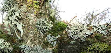 Introduction to lichens