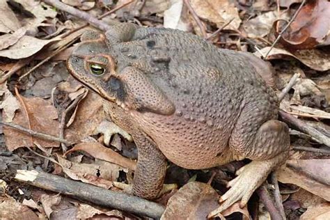 Rhinella diptycha - Wikiwand