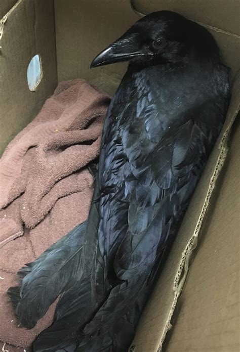Common Raven