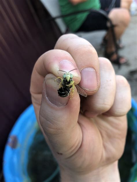 What is this aggressive wasp? : r/whatsthisbug