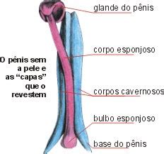 BIOLOGIA CULTURA E INFORMAÇÃO: Conhecendo o Seu Corpo II