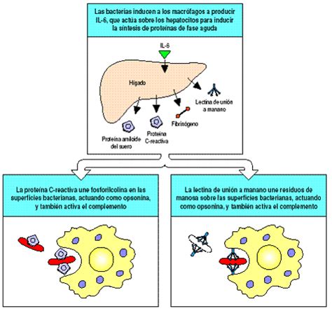 Las mioquinas y el ejercicio físico -- Salud y Bienestar -- Sott.net